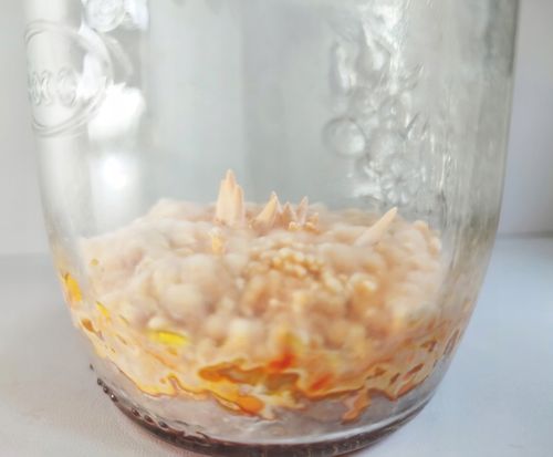 Maczużnik bojowy Cordyceps militaris substrat do uprawy grzybów na Arena.pl