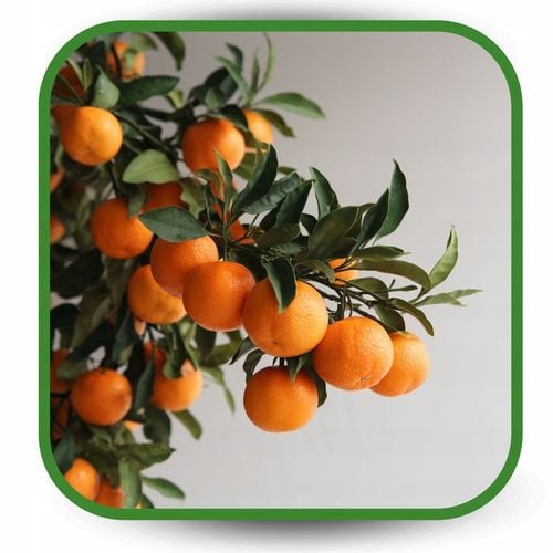 BIO Podłoże do Cytrusów 20l EKO Ziemia Oliwki Mango Awokado na Arena.pl