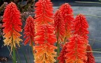 P14 TRYTOMA GRONIASTA KNIPHOFIA POCO SUNSET