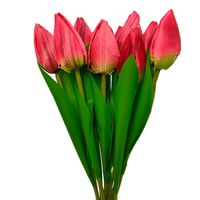 Tulipan pojedynczy czerwony wiązka 12 szt