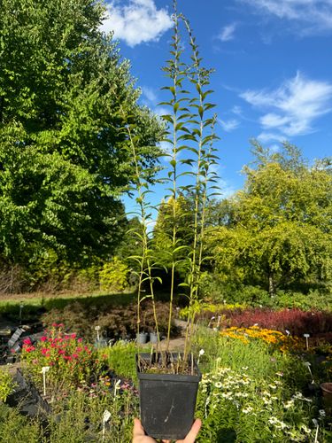 Nawłoć pomarszczona 'Fireworks' (Solidago rugosa) Doniczka 2.0L na Arena.pl