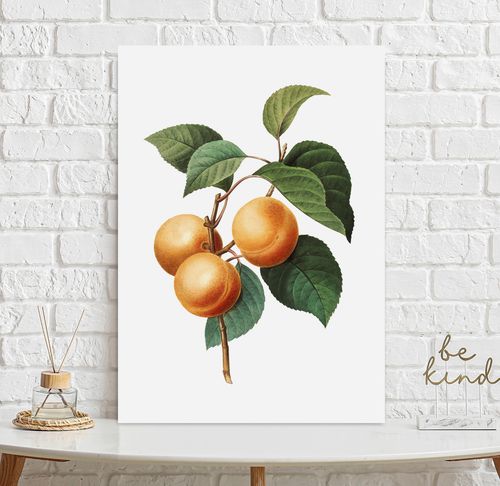 Plakat morele morela vintage 40x50 cm na Arena.pl