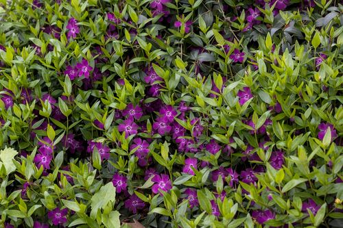 Barwinek pospolity Atropurpurea - Vinca minor na Arena.pl