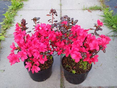 Azalia japońska Maruschka C2 E na Arena.pl