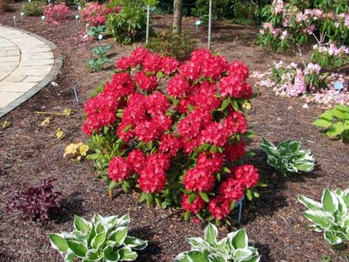 Różanecznik Busuki C3 E na Arena.pl