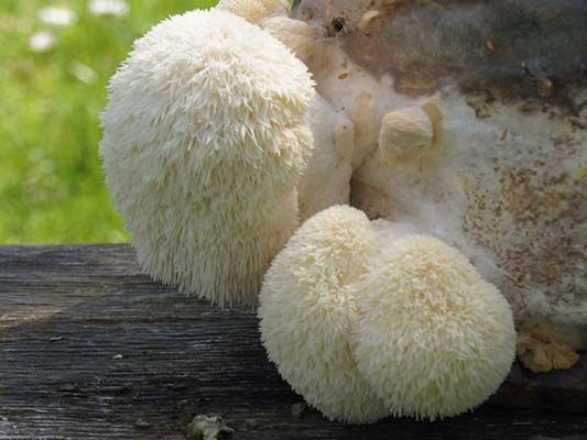 SOPLÓWKA JEŻOWATA– susz 100g zdjęcie 3