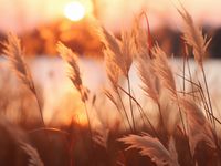 product-compare-59349486