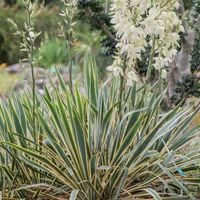 Juka karolińska BRIGHT EDGE Jukka Yucca Dwukolorowa Obrzeżone liście C2