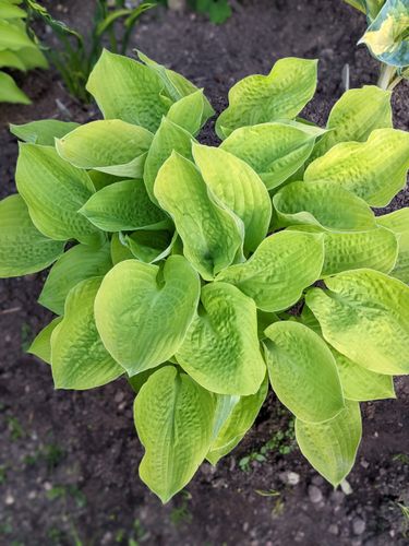 Funkia Hosta 'Golden Waffles' Doniczka 2.0L Żółte Złote liście na Arena.pl
