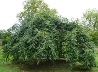 DĄB szczepiony pendula zwisający - sadzonki 140 / 170 cm