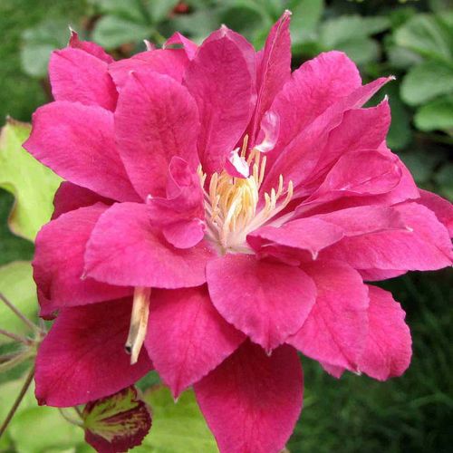 Powojnik Clematis Red Star C2 E na Arena.pl