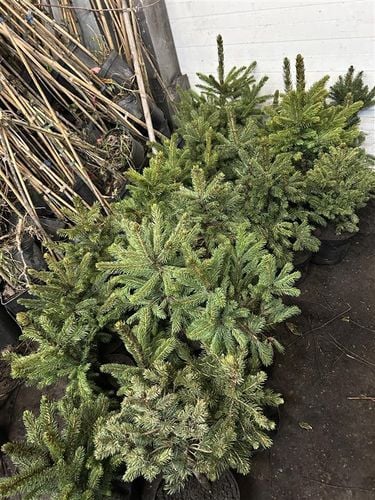 ŚWIERK SREBRNY KAIBAB - sadzonki 40 / 60 cm na Arena.pl