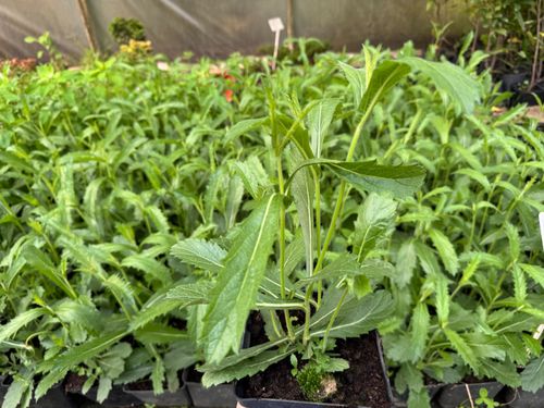 Werbena żyłkowana 'Dazzling Night' Motyli Krzew (Verbena rigida)  2.0L na Arena.pl