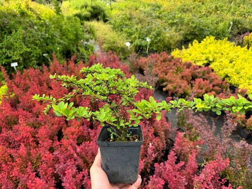 Berberys Thunberga 'Green Carpet' Zielony Dywan (Berberis thunbergii) na Arena.pl