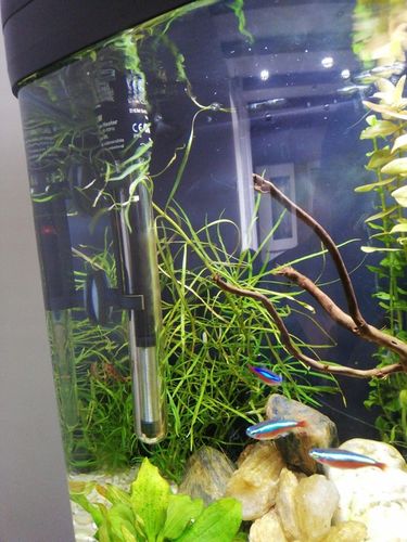 GRZAŁKA AKWARIOWA 300W DO AKWARIUM Z TERMOSTATEM 200-300 L na Arena.pl