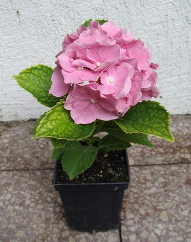 HORTENSJA BODENSEE - sadzonki w doniczkach na Arena.pl