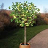 AGREST na pniu pienny duży zielono żółty - sadzonki 90 / 110 cm