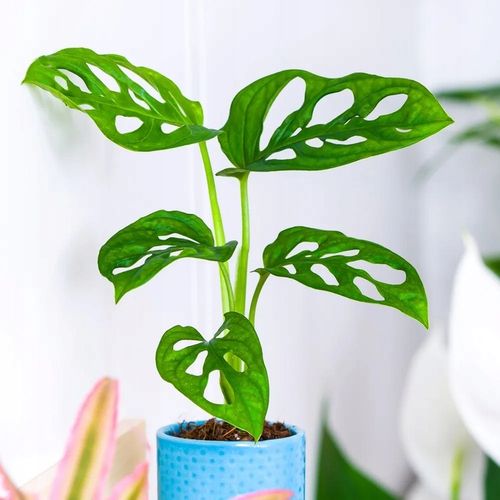 Monstera Dziurawa Adansonii JAK SZWAJCARSKI SER Monster Duże Liście na Arena.pl