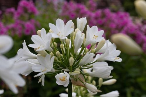 Lilia Agapant Ever White C2 na Arena.pl