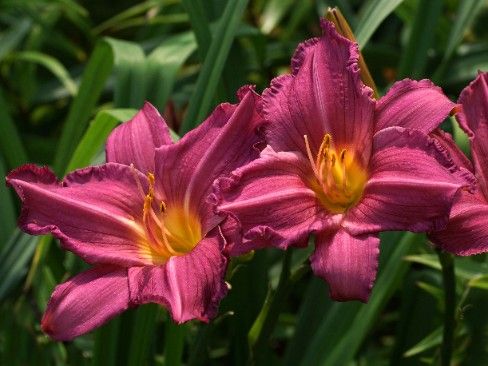 Liliowiec 'Summer Wine' Jasnoróżowy (Hemerocallis) Doniczka 2.0L na Arena.pl