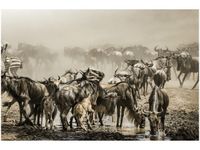 OBRAZ ANTYLOPY GNU AFRYCE