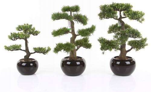 sztuczne drzewko BONSAI LARCH 48x35 modrzew w ceramicznej czarnej doniczce na Arena.pl