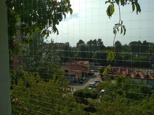 SIATKA PRZEZROCZYSTA NA BALKON DLA KOTA PTAKI 3x8 na Arena.pl