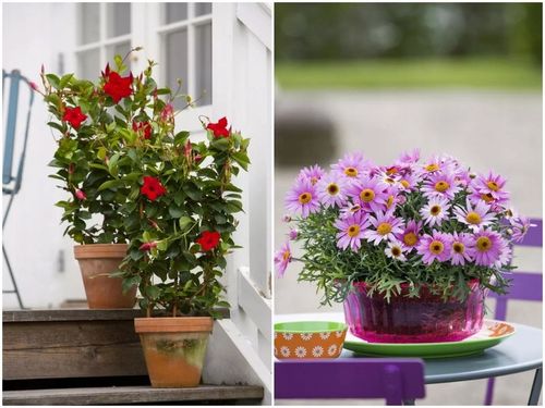 BIOVITA ZIEMIA UNIWERSALNA PODŁOŻE DO KWIATÓW Z NAWOZEM 80 L na Arena.pl