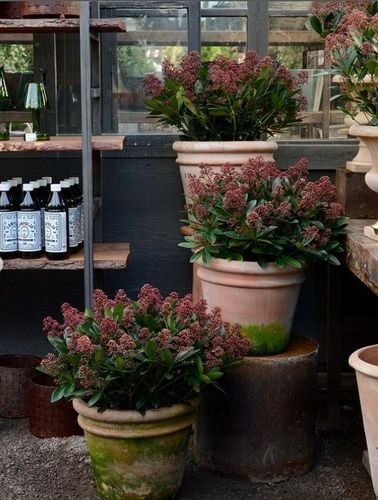 SKIMIA JAPOŃSKA Duże Sadzonki 1L 'Rubella' na Arena.pl