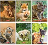 zeszyt a5/32k linia podwójna kol animals 3076 a'10