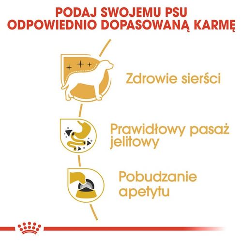 Karma dla dorosłych i starszych psów rasy Chihuahua Royal Canin Pasztet 85g na Arena.pl