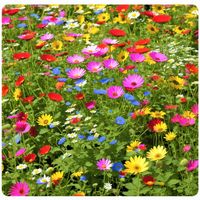 ŁĄKA KWIETNA MIESZANKA BYLINOWA DŁUGOWIECZNA WIELOLETNIA ŁĄCZKA KWIATY 100G