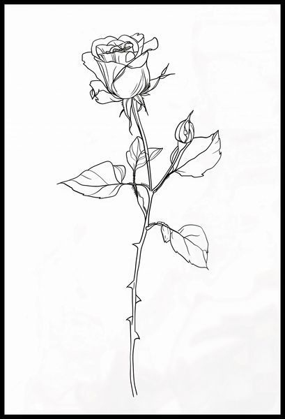 Plakat 61x90,5cm Kontur Róży zdjęcie 2