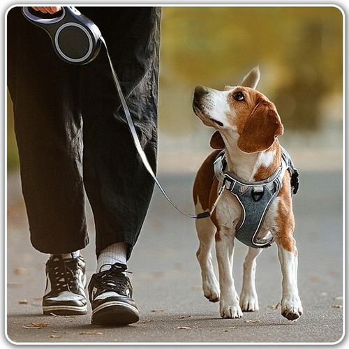 SMYCZ DLA PSA DŁUGA 5m Smycz automatyczna 15kg na Arena.pl