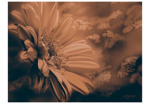 Fototapeta - Gerbera w brązach 200x154 na Arena.pl