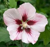 KETMIA SYRYJSKA Hamabo - sadzonki w doniczkach