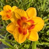 Liliowiec 'Fooled Me' (Hemerocallis) P13