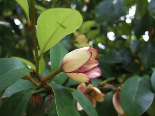 Michelia Figo - perfumy Diora 30-50cm P9 na Arena.pl