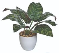 kaladium sztuczne w doniczce