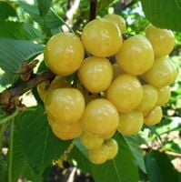 CZEREŚNIA żółto- biała bardzo duże owoce - sadzonki 50 / 90 cm