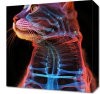 Obraz 40x40cm Anatomia Kota