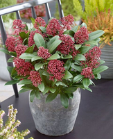 Skimia Japońska Rubella ZDOBI OGRÓD CAŁY ROK Duże Sadzonki SKIMMIA