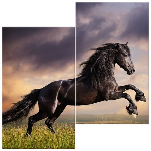 Obraz 60X60 Koń Staje Dęba na Arena.pl