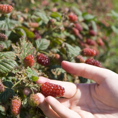 Malinojeżyna TAYBERRY na Arena.pl