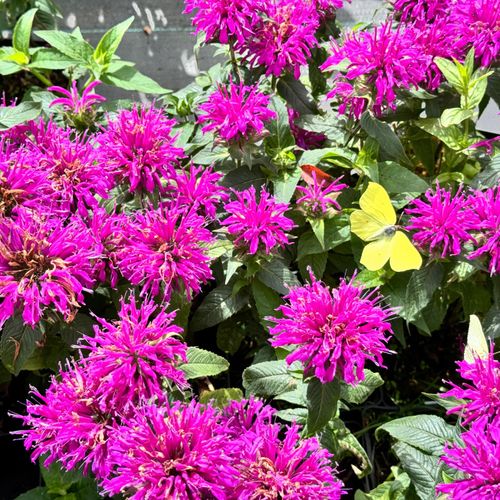 Pysznogłówka ogrodowa różowa 'Balmy Lilac' (Monarda didyma) Doniczka 1.0L na Arena.pl