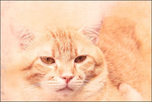 Tło PRODUKTOWE kulinarne Flat Lay na bloga insta na Arena.pl