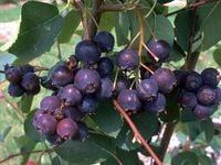 Świdośliwa olcholistna SMOKY Słodka odmiana Sadzonki w doniczkach