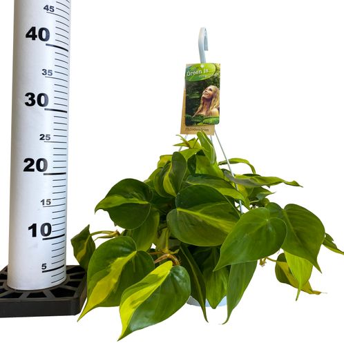 FILODENDRON SCANDENS BRASIL 40 cm na Arena.pl