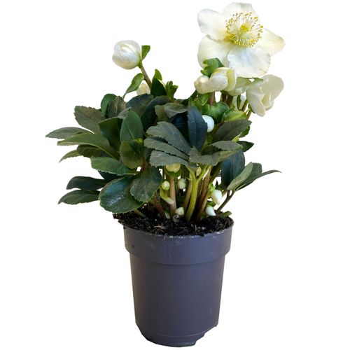 CIEMIERNIK Helleborus 30 cm na Arena.pl
