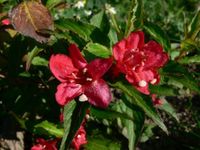 C2 KRZEWUSZKA CUDOWNA WEIGELA RED PRINCE